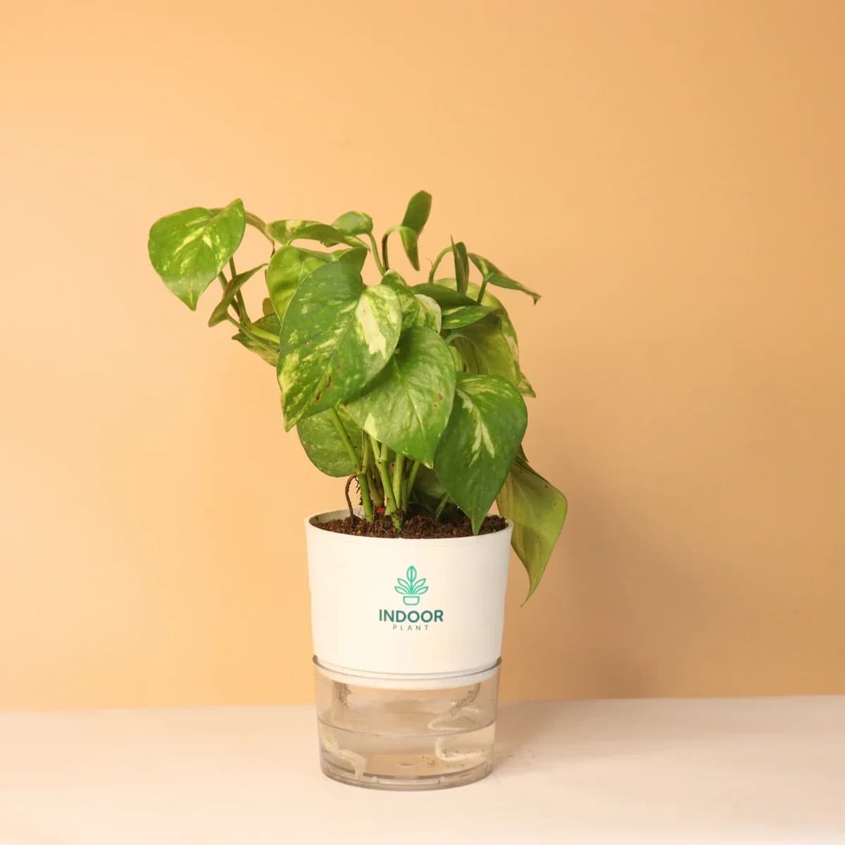 Money Plant Variegated