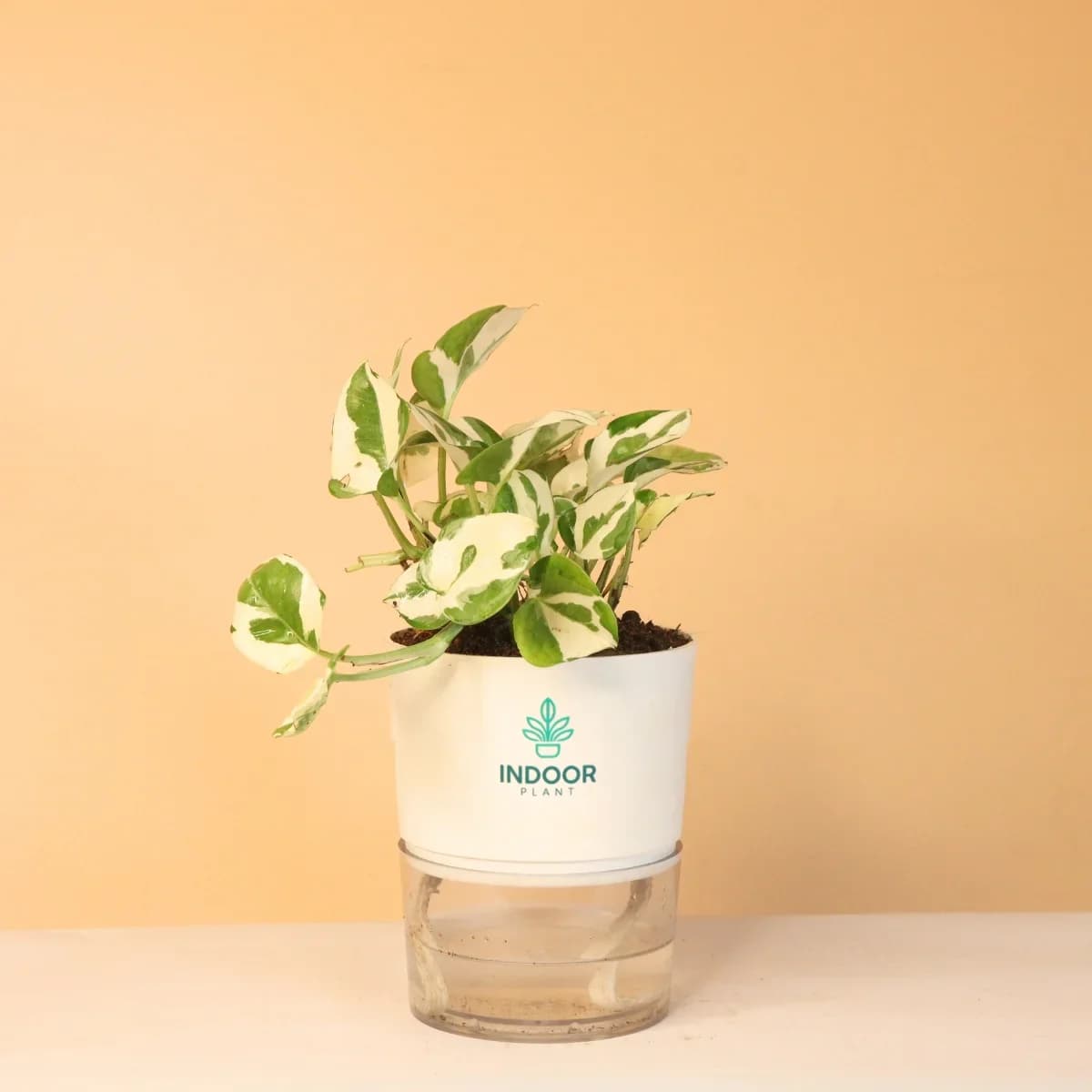 N'Joy Money Plant