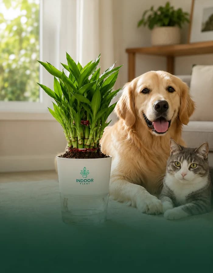 Pet Safe