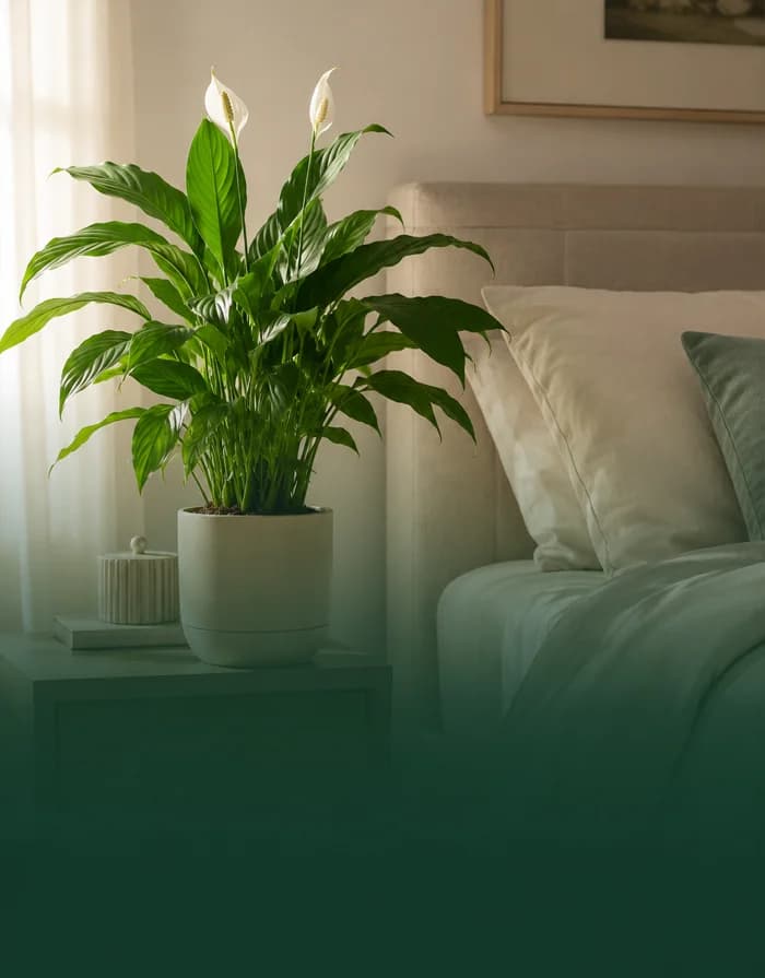 Bedroom Plants