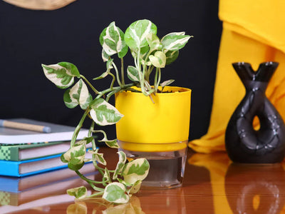 Money Plant Benefits for Home & Office