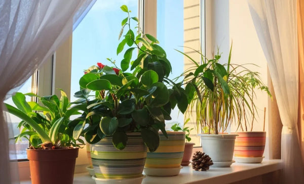 7 Air-Purifying Indoor Plants That Also Boost Your Mood & Mental Health