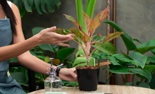 7 Beautiful Aglaonema Plants to Add to Your Collection