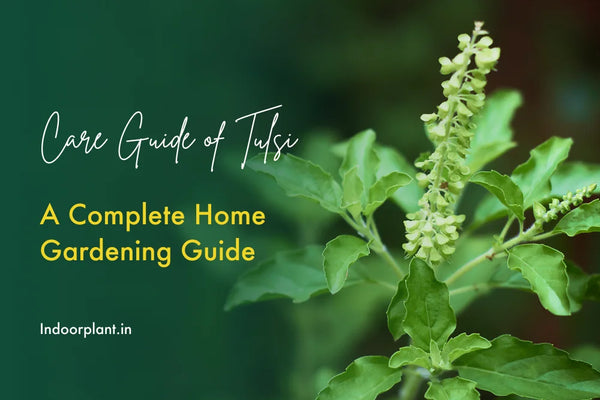 How to Grow and Nurture Tulsi: A Complete Home Gardening Guide