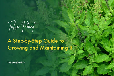 Tulsi Plant: A Step-by-Step Guide to Growing and Maintaining It