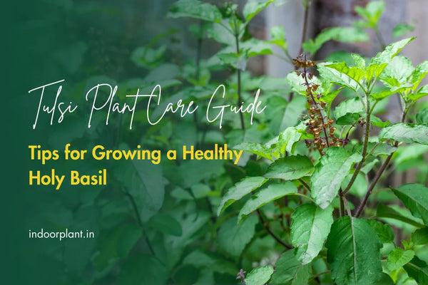 Tulsi Plant Care Guide: Tips for Growing a Healthy Holy Basil