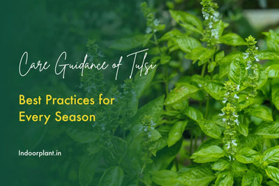 How to Take Care of Tulsi: Best Practices for Every Season