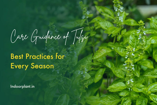 How to Take Care of Tulsi: Best Practices for Every Season