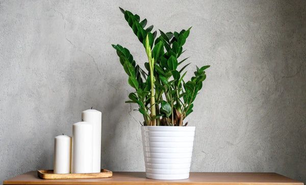 Biophilic Design Tips: How to Style Your Home with Indoor Plants