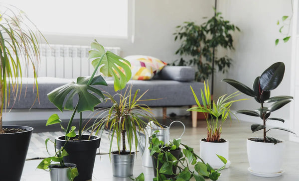 Eco-Conscious Indoor Gardening: Sustainable Care Tips for Greener Living