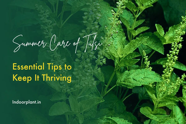 Tulsi Plant Care in Summer: Essential Tips to Keep It Thriving