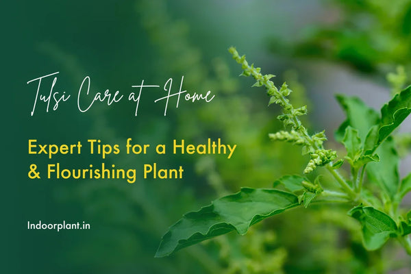 Tulsi Care at Home: Expert Tips for a Healthy & Flourishing Plant