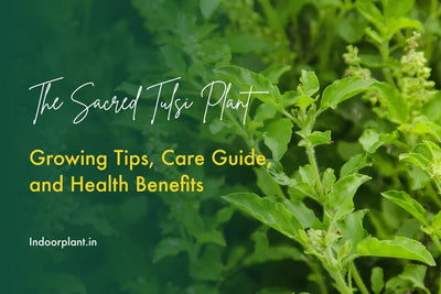 The Sacred Tulsi Plant: Growing Tips, Care Guide, and Health Benefits