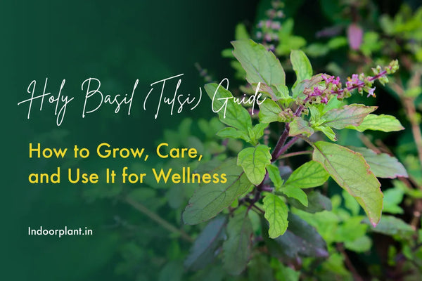 Holy Basil (Tulsi) Guide: How to Grow, Care, and Use It for Wellness