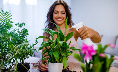 How to Start an Indoor Garden in an Apartment: Beginner’s Step-by-Step Guide