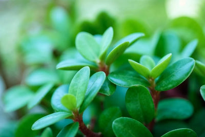 Lucky Jade Plant Care