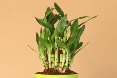 Bamboo Plant Care