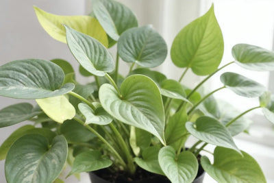 Money Plant Care
