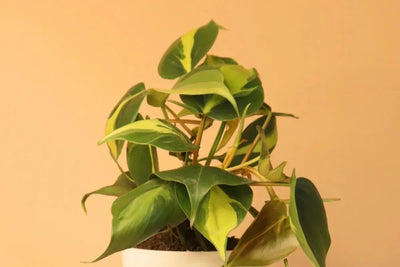 Philodendron Plant Care