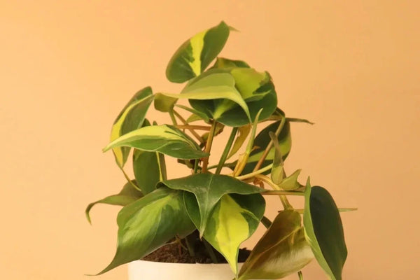 Philodendron Plant Care