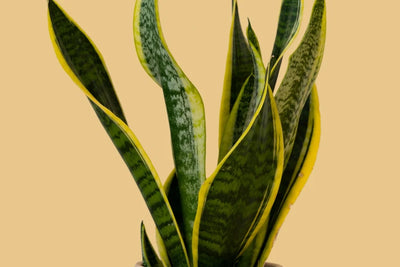 Snake Plant Care