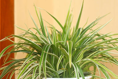 Spider Plant Care