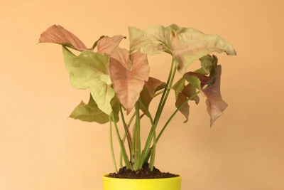 Syngonium Plant Care