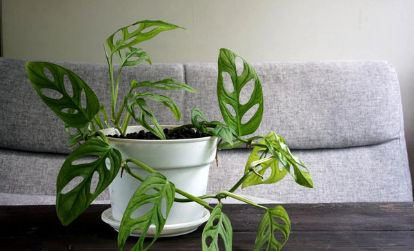 The Best Fragrant Indoor Plants for Fresh-Smelling, Happy Homes