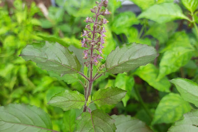 Tulsi Plant Care