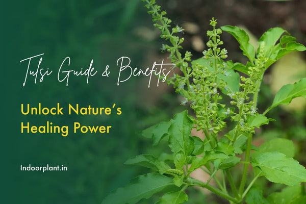Tulsi Plant Benefits & Growing Guide: Unlock Nature’s Healing Power