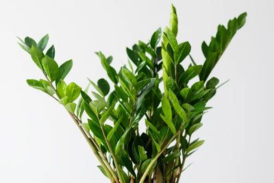 ZZ Plant Care