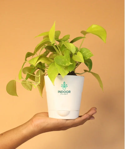 Krish Pot