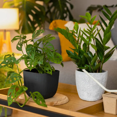 Indoor Plants