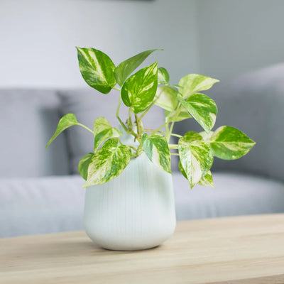 Low Light Plants