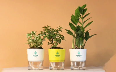 Pack Of 3
