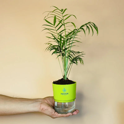 Bamboo Palm Plant Self Watering Pot