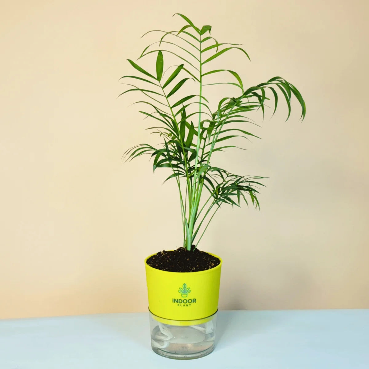 Bamboo Palm Plant Self Watering Pot