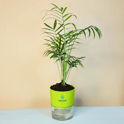 Bamboo Palm Plant Self Watering Pot