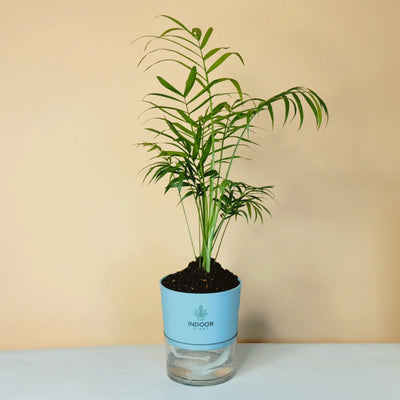 Bamboo Palm Plant Self Watering Pot