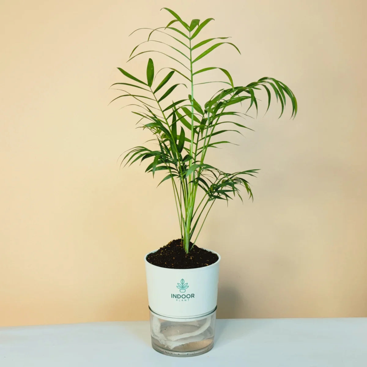Bamboo Palm Plant Self Watering Pot