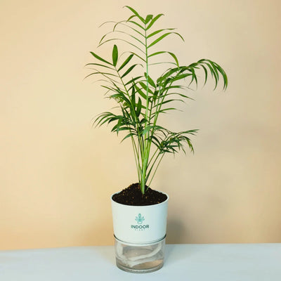 Bamboo Palm Plant Self Watering Pot