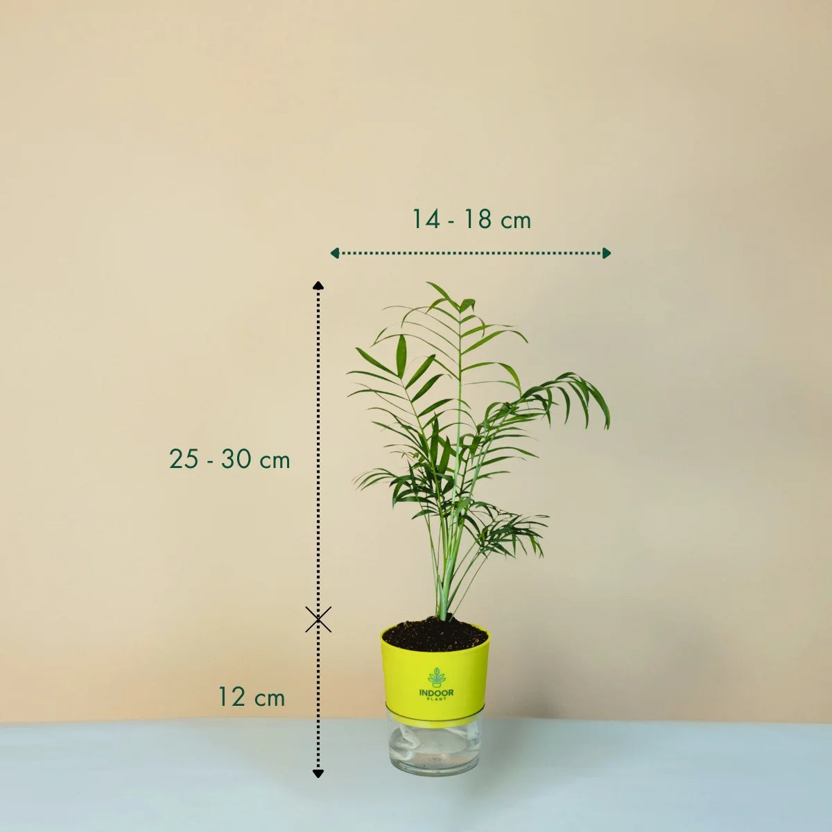 Bamboo Palm Plant Self Watering Pot