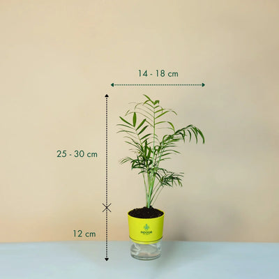 Bamboo Palm Plant Self Watering Pot