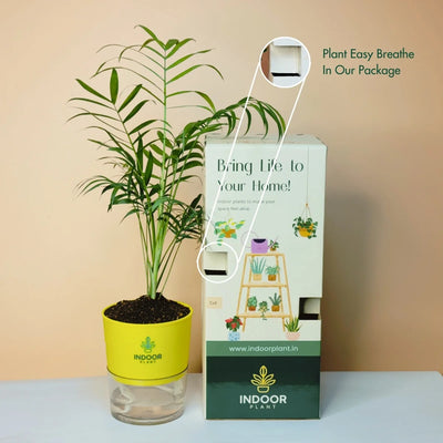Bamboo Palm Plant Self Watering Pot