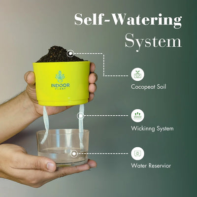 Bamboo Palm Plant Self Watering Pot