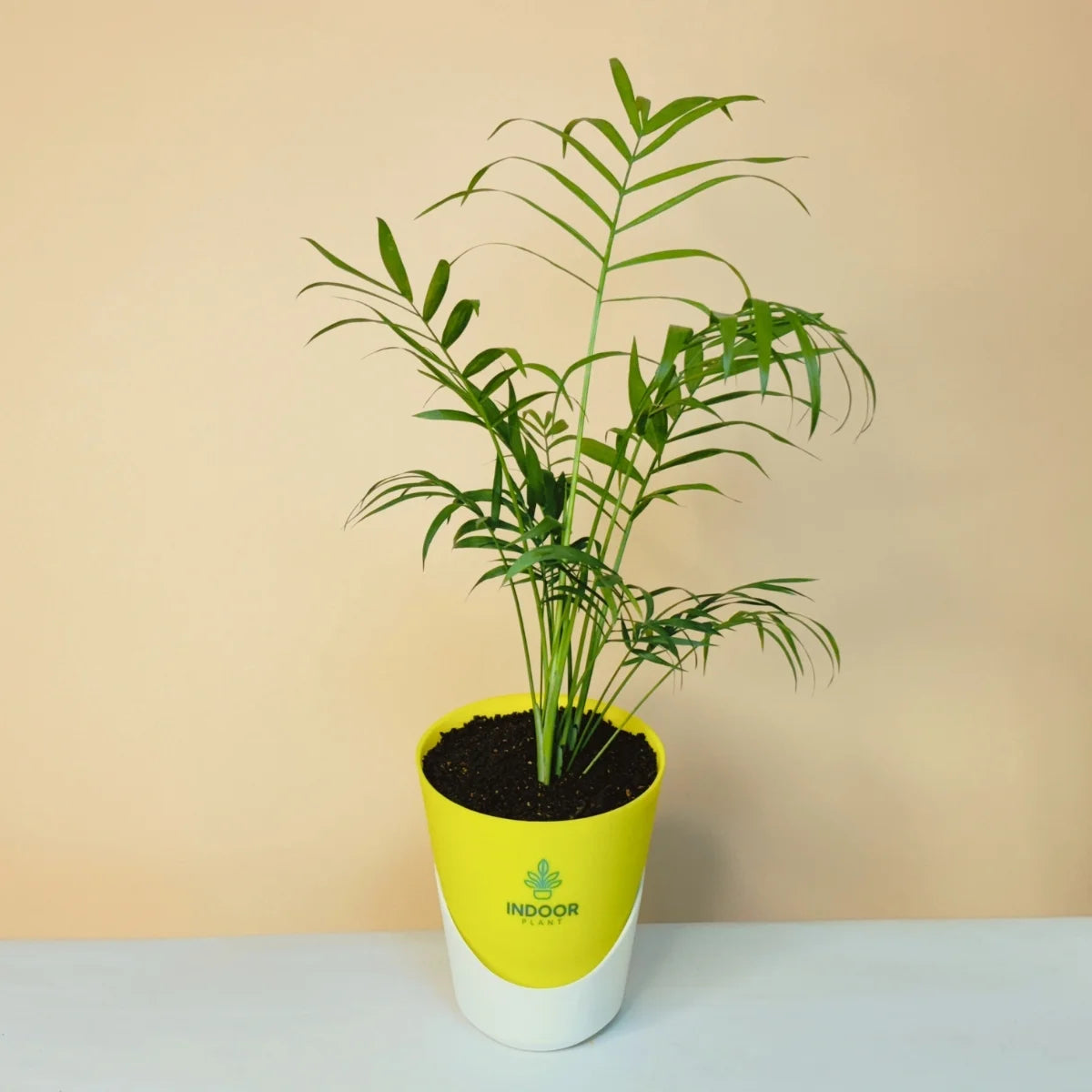 Bamboo Palm Plant - Atlantis Pot