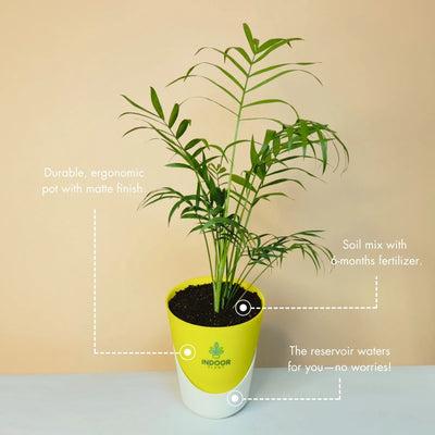 Bamboo Palm Plant - Atlantis Pot