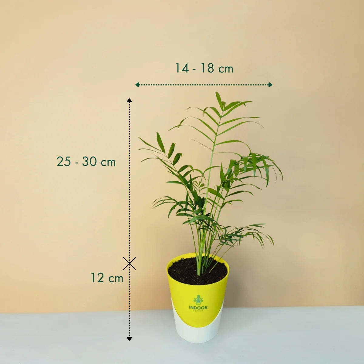 Bamboo Palm Plant - Atlantis Pot