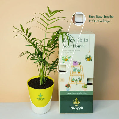 Bamboo Palm Plant - Atlantis Pot