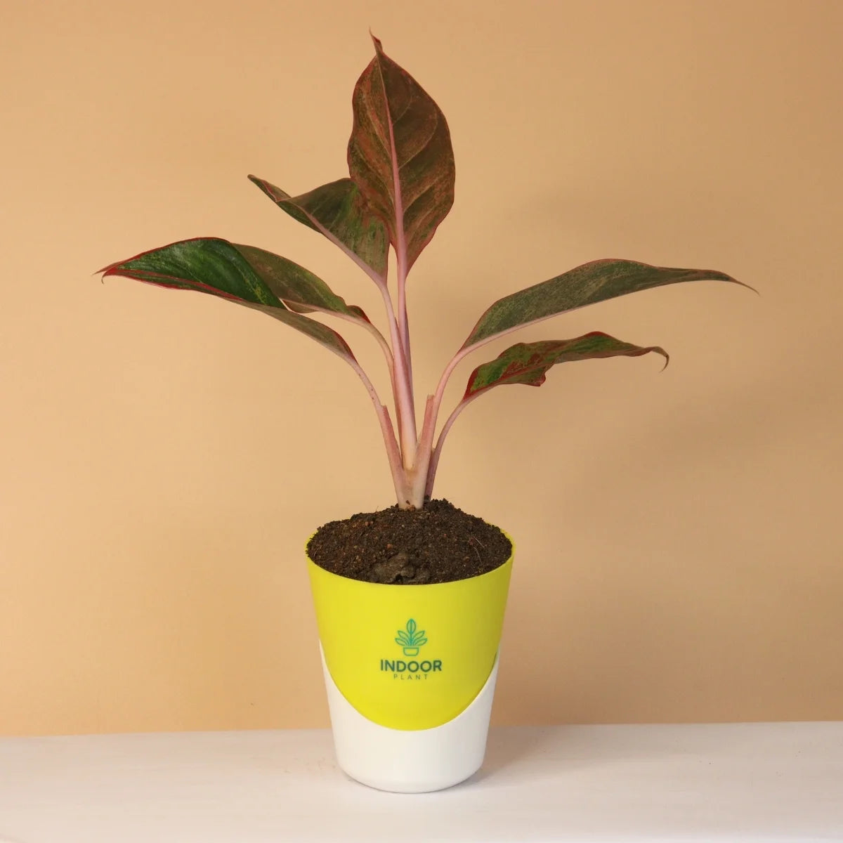 Aglaonema Red Lipstick Plant With Atlantis Pot
